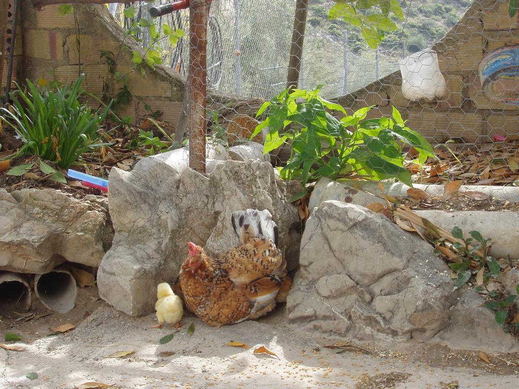 El Rincon De Carmen Guest House Rute Bagian luar foto